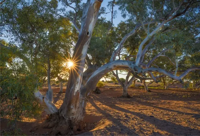 Framed Print : River red gums