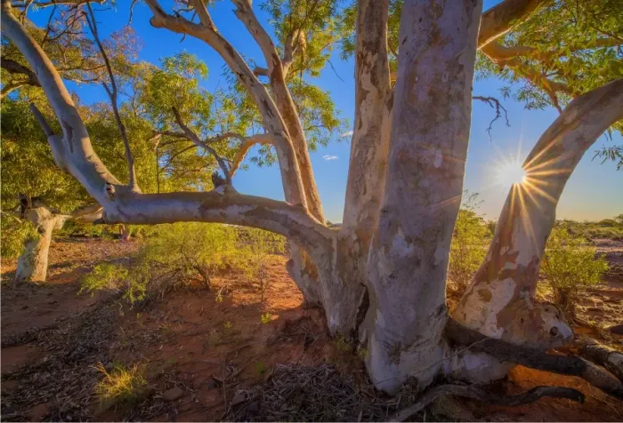 Framed Print : River red gums at Nilpena station