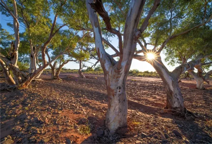 Framed Print : River red gums at Nilpena station