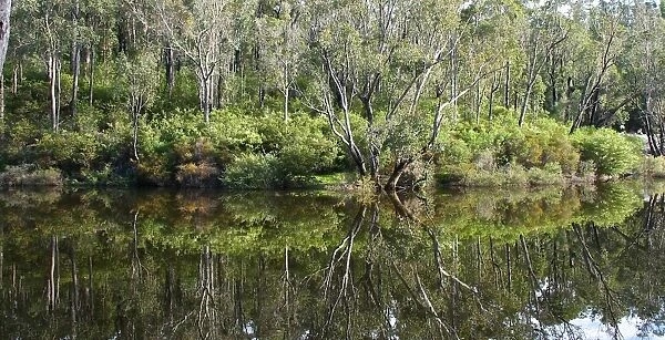 River Reflection. Reflection of the trees into the river at Dwellingup, Western Australia