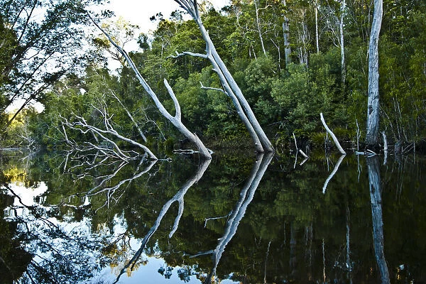 River reflection