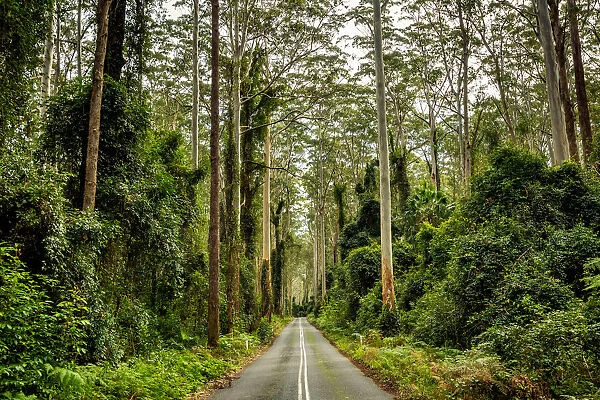 Road through the tall forest in Murramarang National Park, New South Wales