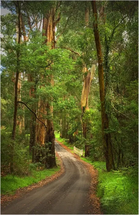 Framed Print : Roadway in the Forest, Yarra Ranges, Victoria, Australia