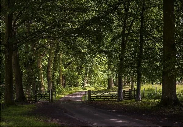 The roadway near Croft castle, Yarpole, Herefordshire, England, United Kingdom
