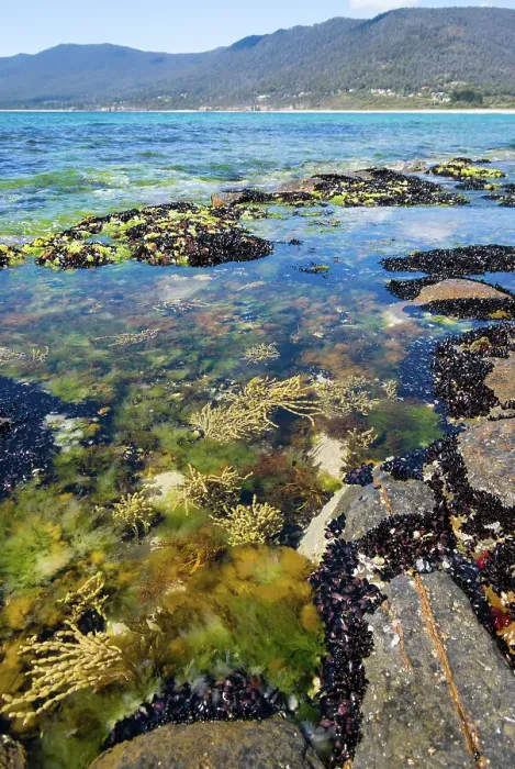 Framed Print : Rockpools at edge of Tessellated Pavement Tasmania