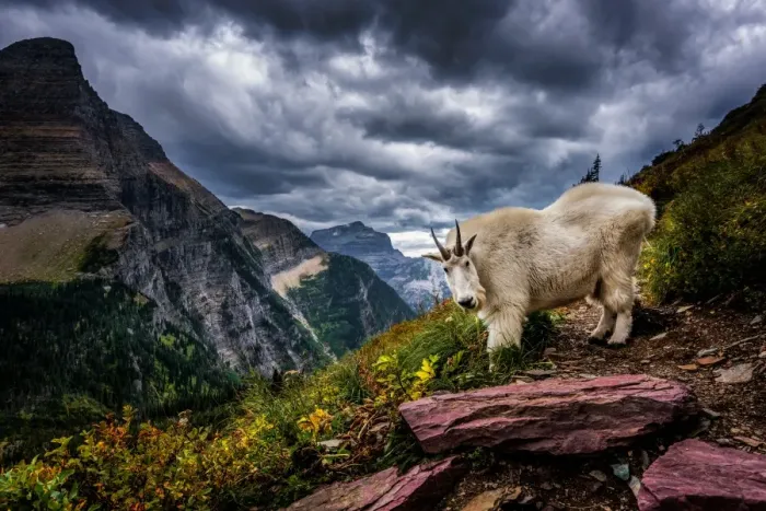 Framed Print : Rocky Mountain Goat