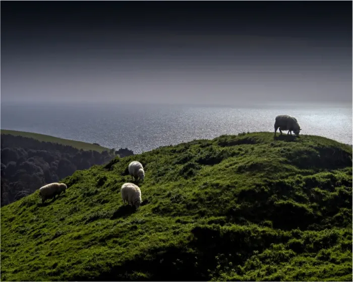 Framed Print : Rolling coastal countryside and grazing sheep in Dorset, England