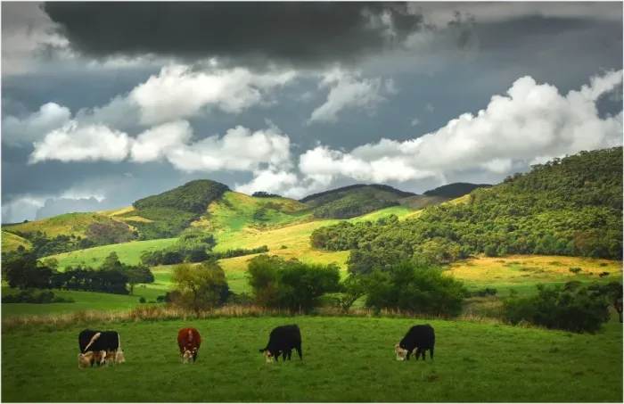 Framed Print : The rolling countryside in south Gippsland near the town of Fish Creek, Victoria