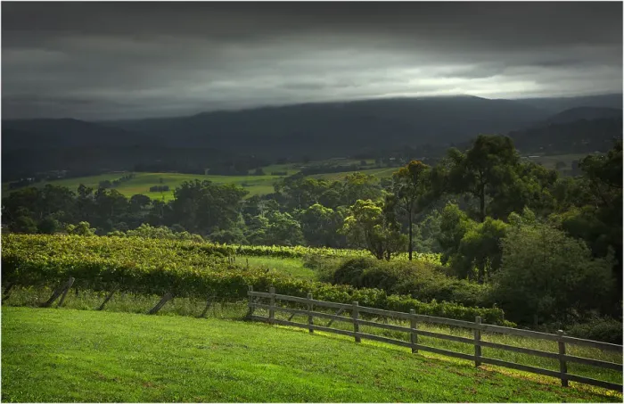 Framed Print : The Rolling hills at Riverstone, Yarra Valley, Victoria, Australia Framed Print : The Rolling hills at Riverstone, Yarra Valley, Victoria, Australia
