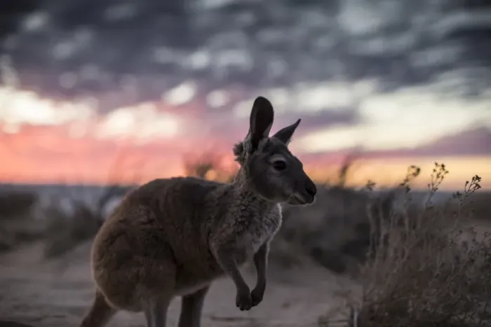Framed Print : roo, animals