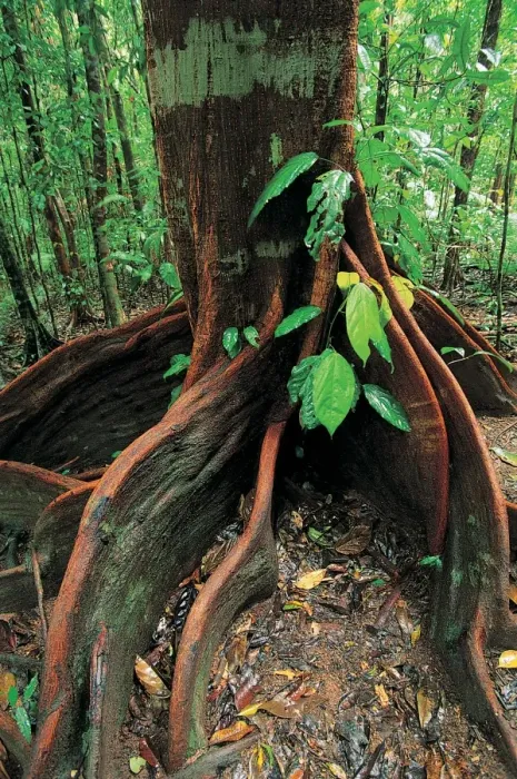 Framed Print : Roots of rainforest giant tree, Mossman Gorge, Daintree National Park, Queensland, Australia