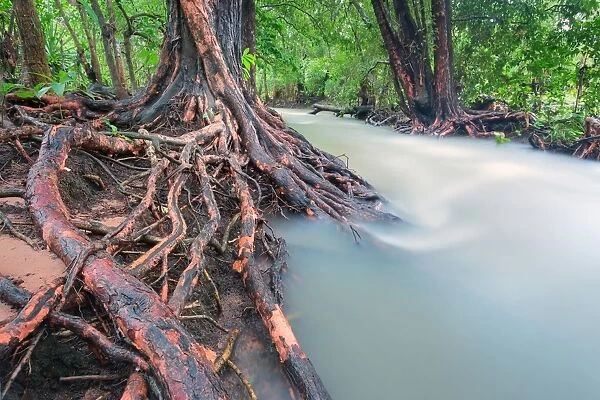 Roots of Rapid Creek