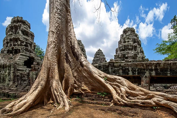 Roots of a Sprung Running along the Gallery of the External Enclosure of Banteay Kdei, Angkor, Siem Reap, Cambodia