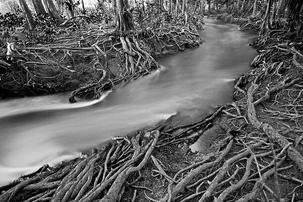 Roots in wet creek