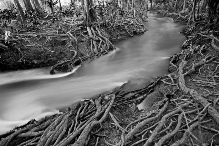 Framed Print : Roots in wet creek Framed Print : Roots in wet creek