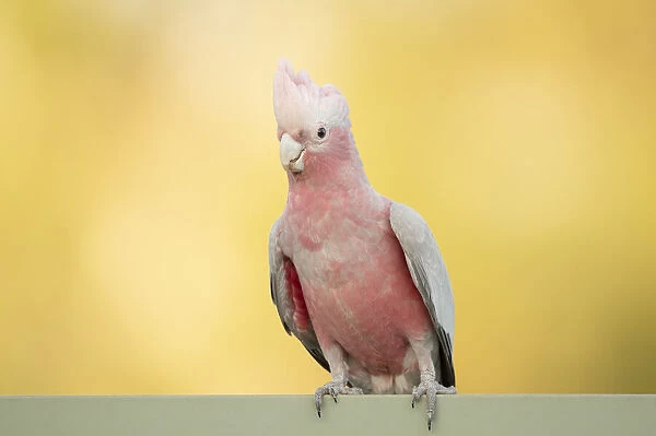 Galah. The rose-breasted cockatoo (Eolophus roseicapilla)