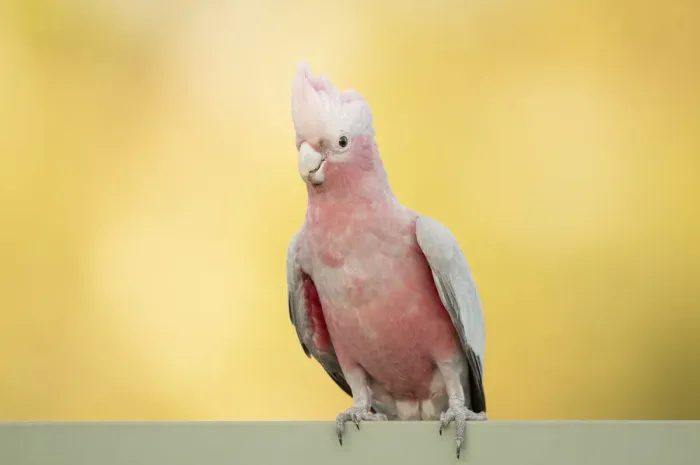 Framed Print : Galah. The rose-breasted cockatoo (Eolophus roseicapilla) Framed Print : Galah. The rose-breasted cockatoo (Eolophus roseicapilla)