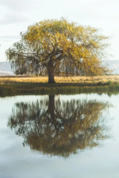 Framed Print : Ross, Tasmania