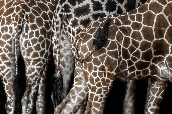 Rothschilds giraffe (Giraffa camelopardalis rothschildi)