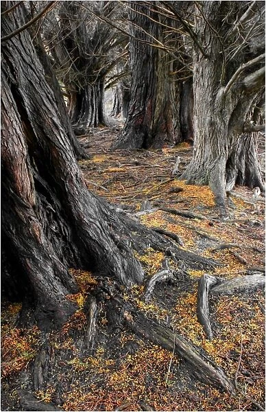 A row of grand old Macrocarpa Cypress trees at Badgers corner, Flinders Island Tasmania