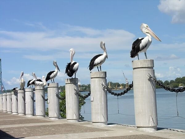 Row of pelicans on bollards