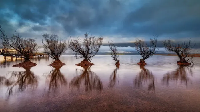 Framed Print : Rows of Willow Trees in Glenorchy Framed Print : Rows of Willow Trees in Glenorchy
