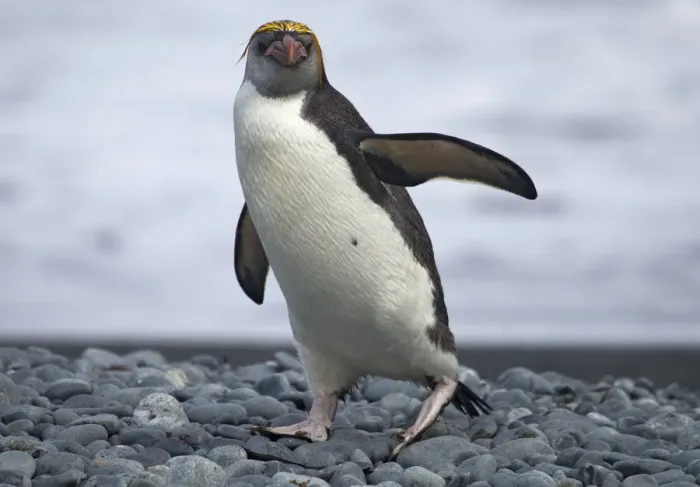 Framed Print : Royal Penguin walking on beach