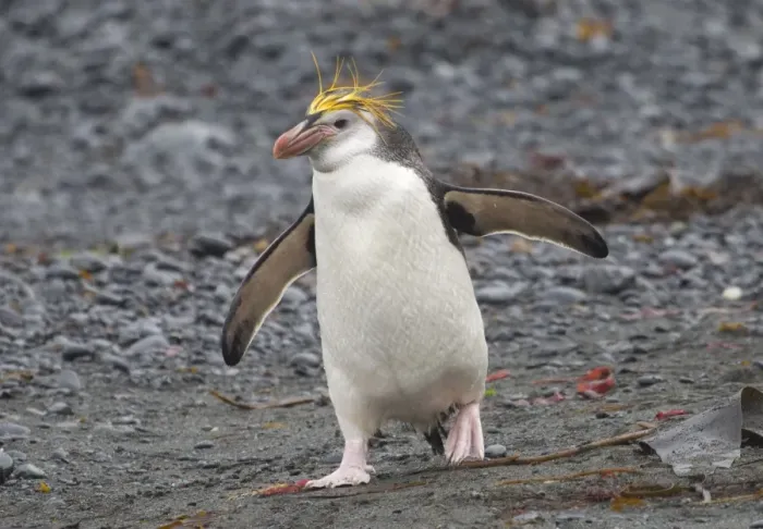 Framed Print : Royal Penguin walking on grey beach