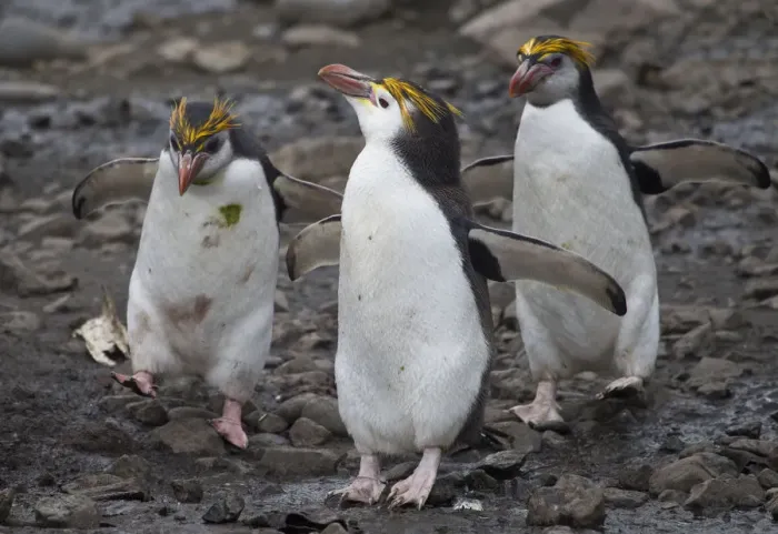 Framed Print : Three Royal Penguins on beach