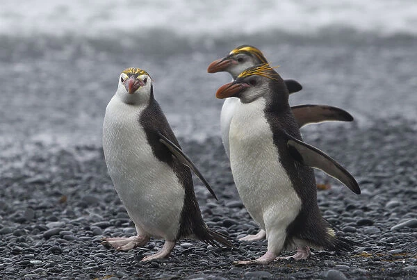 Three Royal Penguins walking on beach