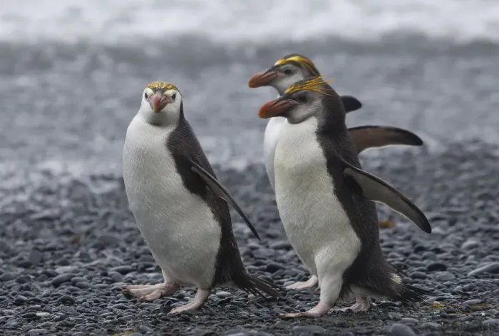 Framed Print : Three Royal Penguins walking on beach