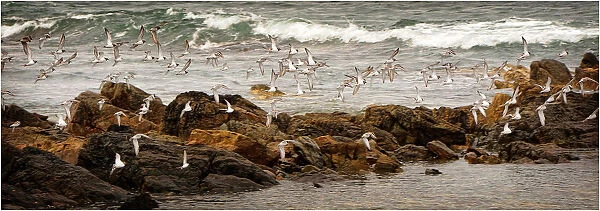Ruddy Tern-stones on the wing, west coastline of King Island, Bass Strait, Tasmania, Australia