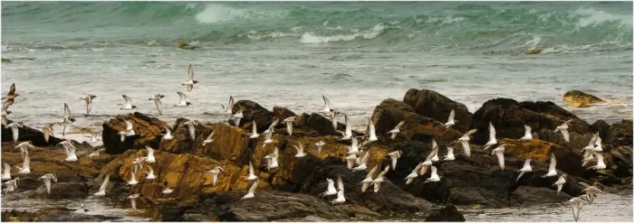 Framed Print : Ruddy Tern-stones on the wing, west coastline of King Island, Bass Strait, Tasmania, Australia