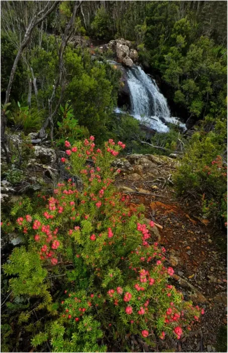 Framed Print : Running stream in the Hartz mountains national park, part of the world heritage wilderness, Tasmania