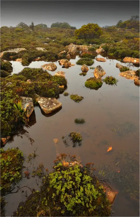 Framed Print : Running stream in the Hartz mountains national park, part of the world heritage wilderness, Tasmania