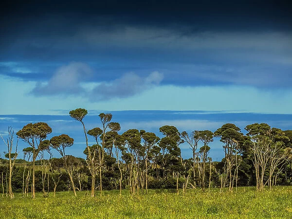 Rural and coastal viewpoint through Melaleuca trees, King Island, Bass Strait, Tasmania, Australia
