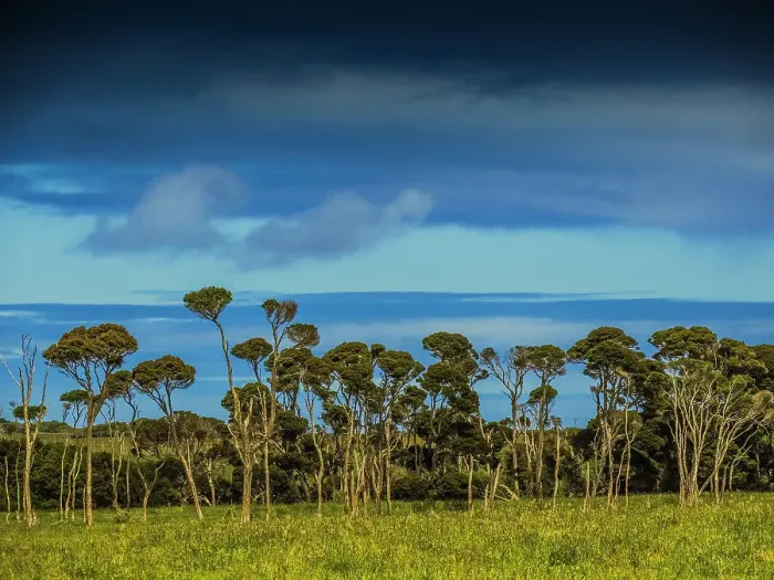 Framed Print : Rural and coastal viewpoint through Melaleuca trees, King Island, Bass Strait, Tasmania, Australia Framed Print : Rural and coastal viewpoint through Melaleuca trees, King Island, Bass Strait, Tasmania, Australia