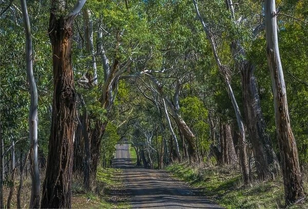 A rural countryside road in the Macedon Ranges, Victoria, Australia