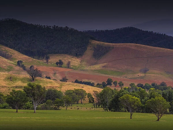 Rural landscape of beautiful farmland in the Upper Murray valley region
