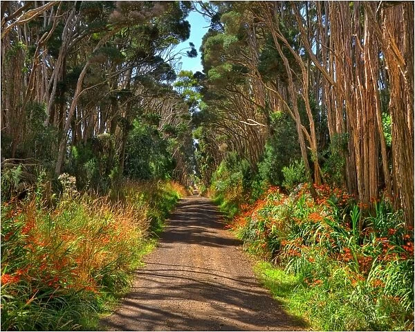 A rural road on King Island, Bass Strait, Tasmania