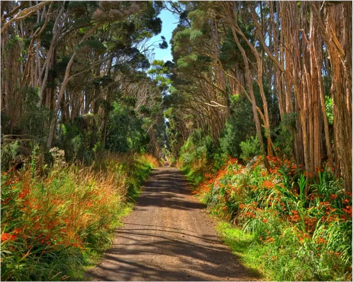 Framed Print : A rural road on King Island, Bass Strait, Tasmania Framed Print : A rural road on King Island, Bass Strait, Tasmania