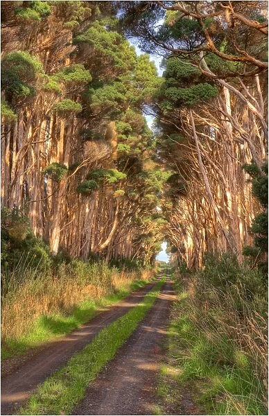Rural road, King Island, Bass Strait, Tasmania