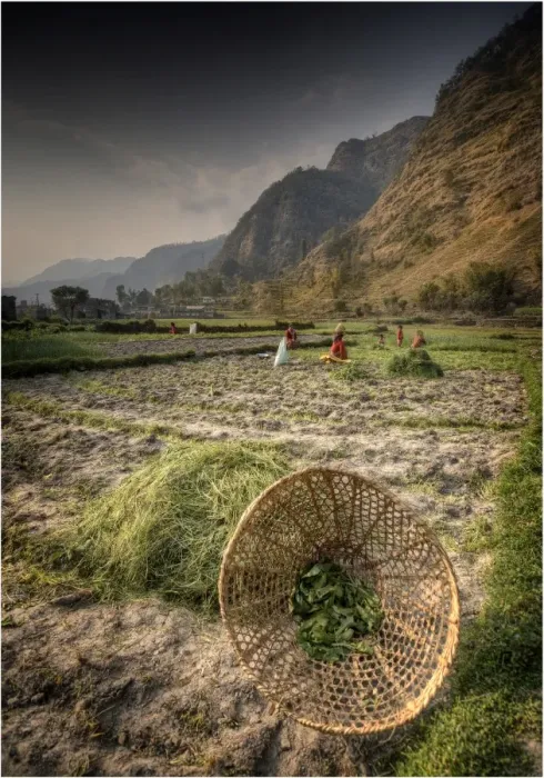 Framed Print : Rural scene and agricultural crop crowing near Lamachaur, Western Himalayas, Nepal