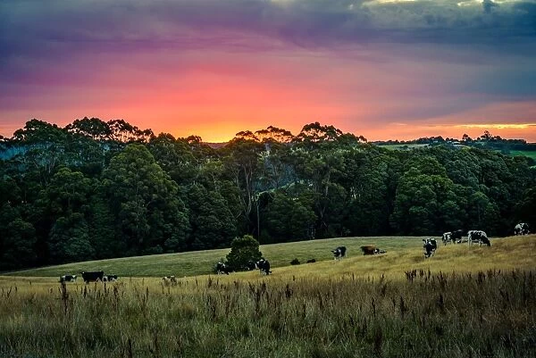 Rural scene in Great Otway National Park, Victoria