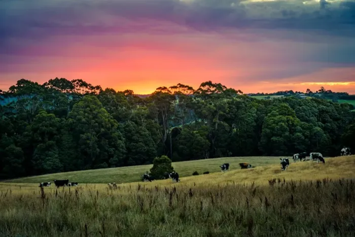 Framed Print : Rural scene in Great Otway National Park, Victoria