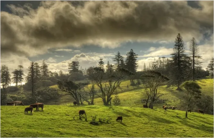 Framed Print : A rural scene on the Idyllic south pacific Norfolk Island Framed Print : A rural scene on the Idyllic south pacific Norfolk Island