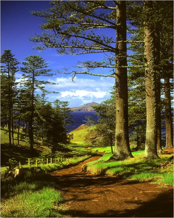 Framed Print : A rural scene on the Idyllic south pacific Norfolk Island