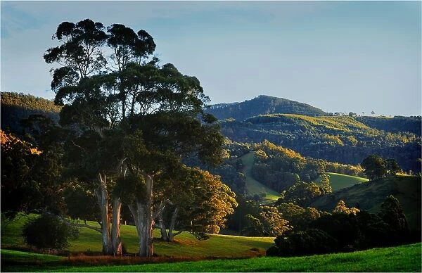 A rural scene of rolling countryside in Goulds country, north east Tasmania