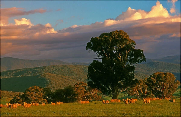 A rural scene, Tooma, north east Victoria, Australia