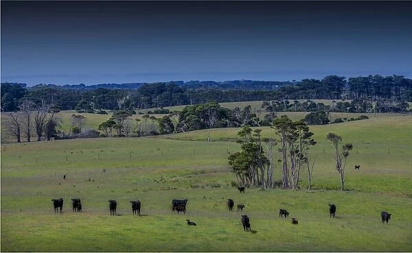 Rural view near Gentle Annie, King Island, Bass Strait, Tasmania, Australia